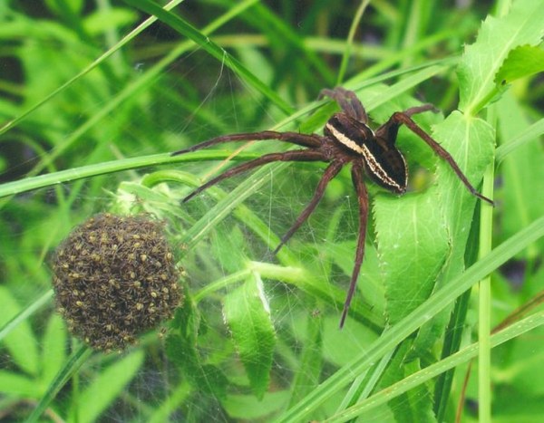 771px Dolomedes fimbriatus