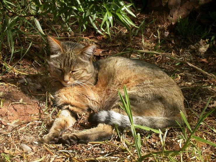 800px AfricanWildCat