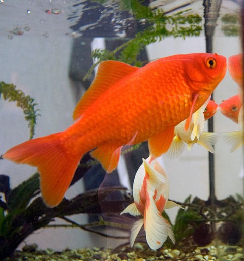 560px Goldfish3