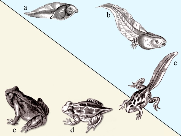 metamorfosis-de-una-rana