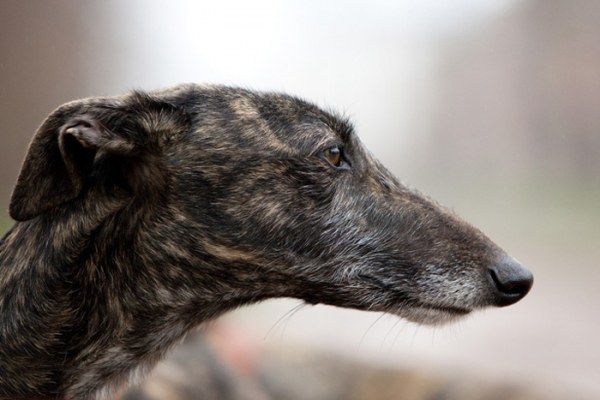 galgo-espanol