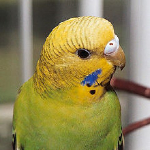 220px Plumaje de un perico australiano joven