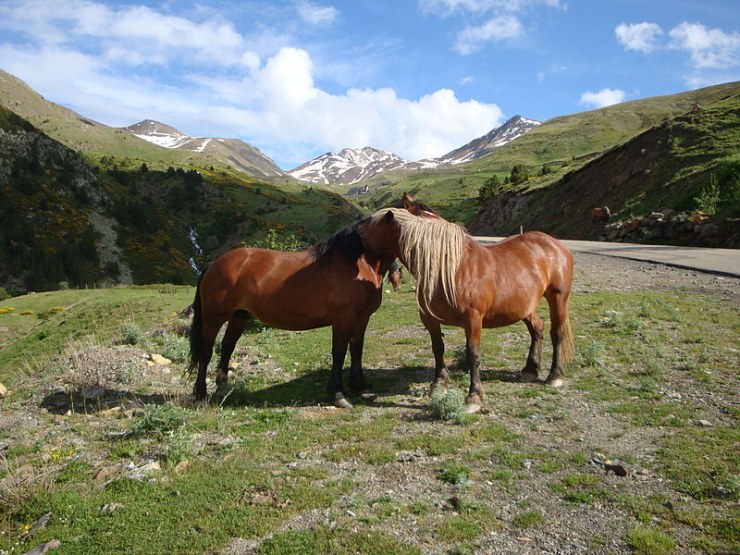 800px Caballosenla valldeboi