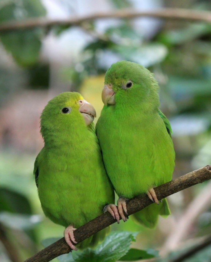 pajaros