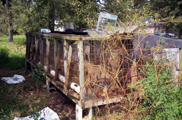 razas-pequenas-en-fabricas-de-cachorros