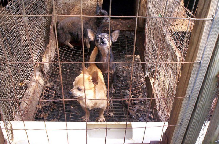 jaulas-de-cachorros