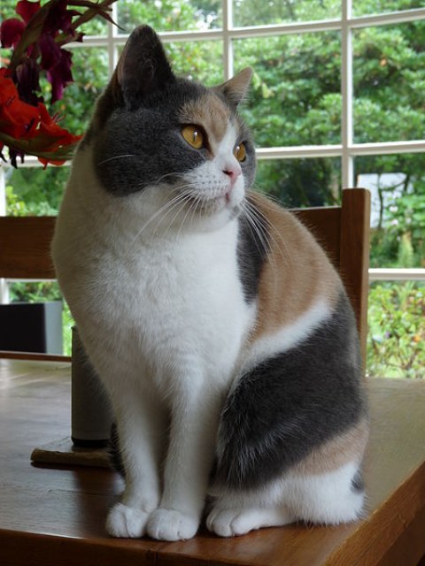 450px Dilute calico British Shorthair