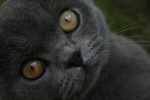 British blue close up