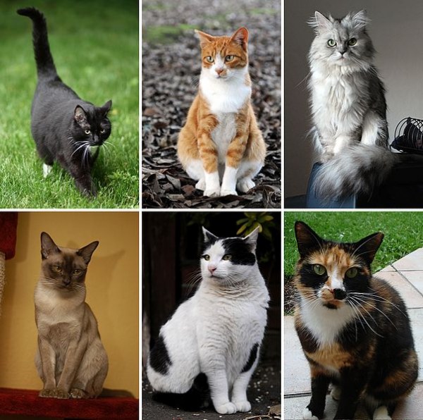 603px Collage of Six Cats 02