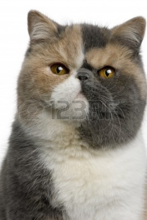 7128141 exotic shorthair cat 8 months old in front of white background