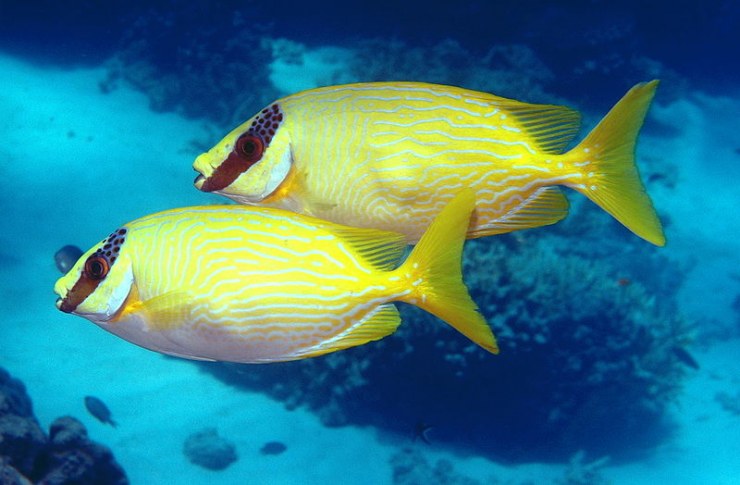 rabbitfish