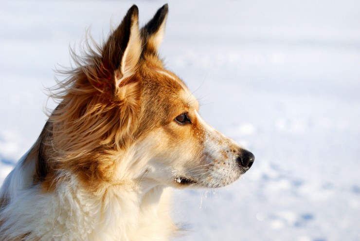 comunicacion-no-verbal-en-perros