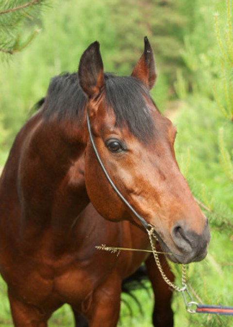 vacunas-de-los-caballos