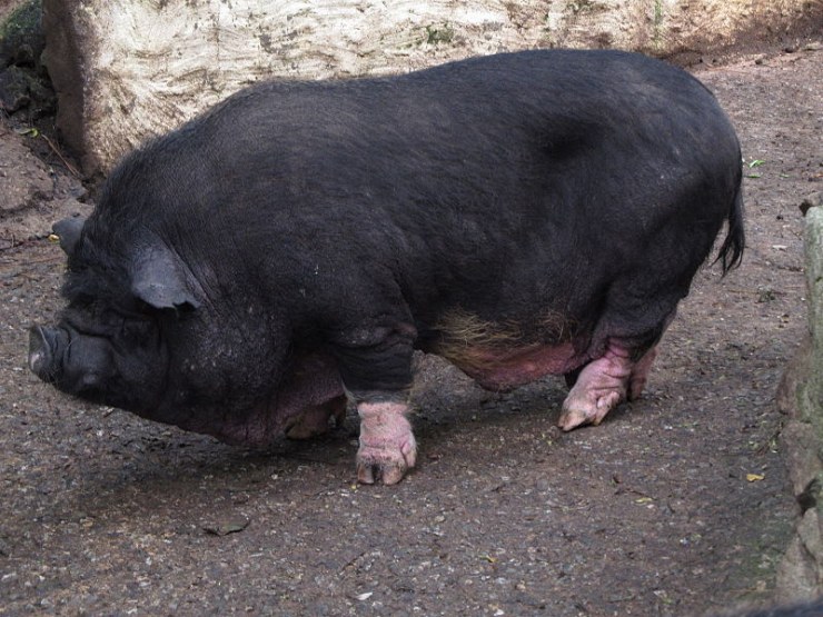 cerdo-vietnamita