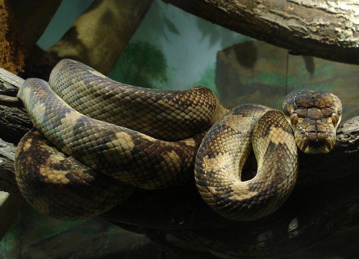 1024px Amethystine Python