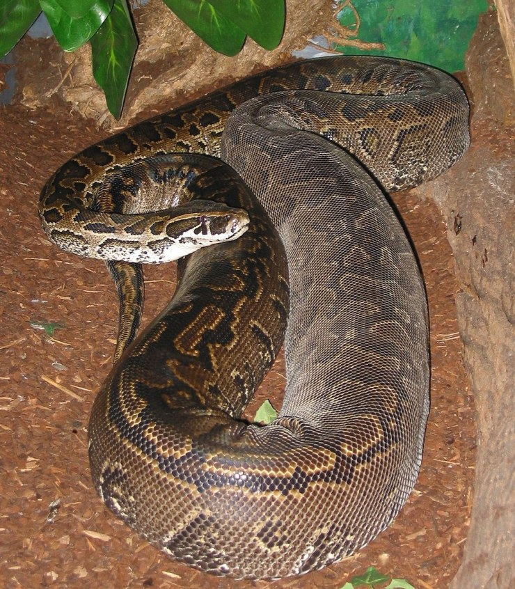 Adult Female Python sebae