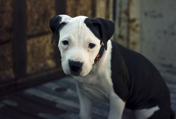 1024px American Pit Bull Terrier Pup