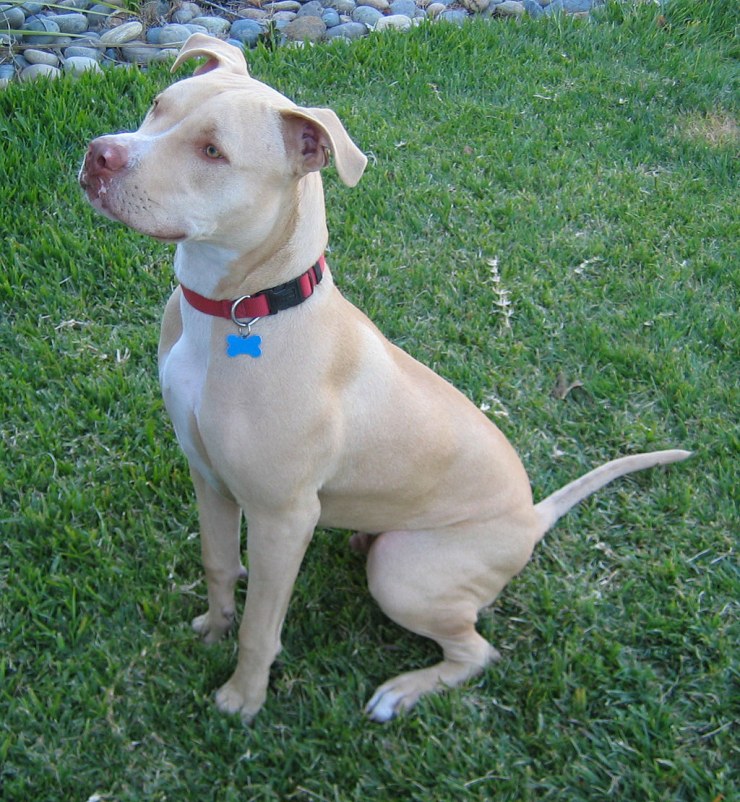 1024px American Pit Bull Terrier   Seated