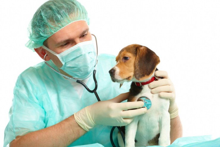 visita-al-veterinario