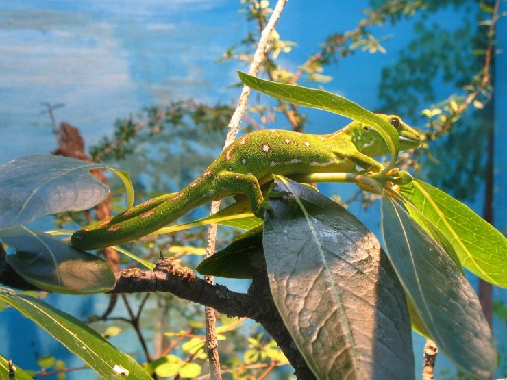 Gecko gobeirne