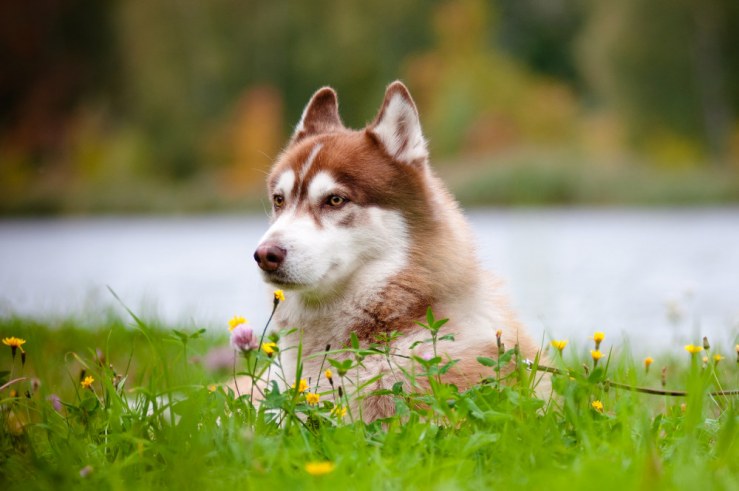 husky-siberiano-perros-de-raza