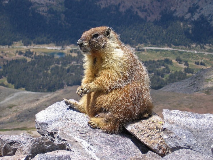 marmota