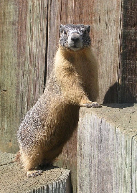 marmota