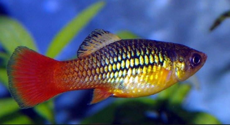 platy