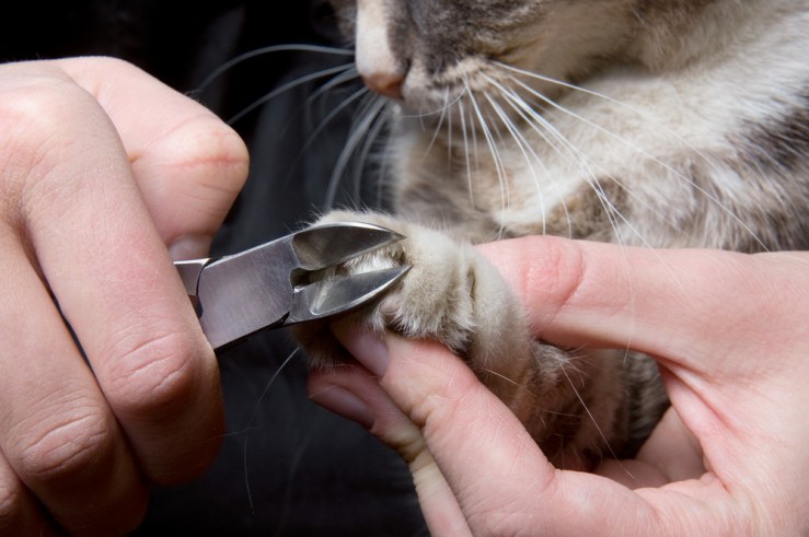 gatito-jugando-con-las-manos