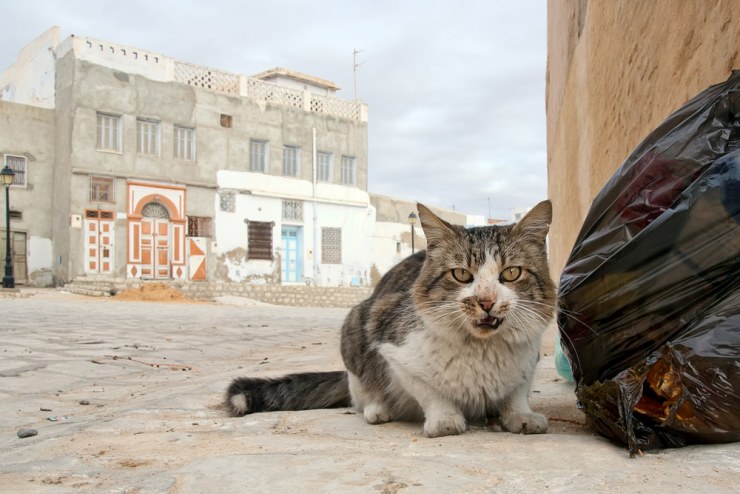 gato-callejero