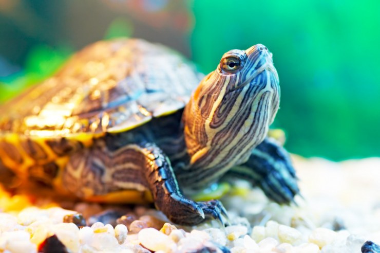 Cómo crear un terrario para tortuga | Blog | Mascotea