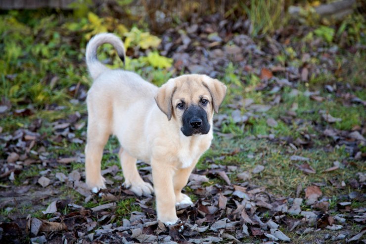 cachorro-de-mastn-espanol