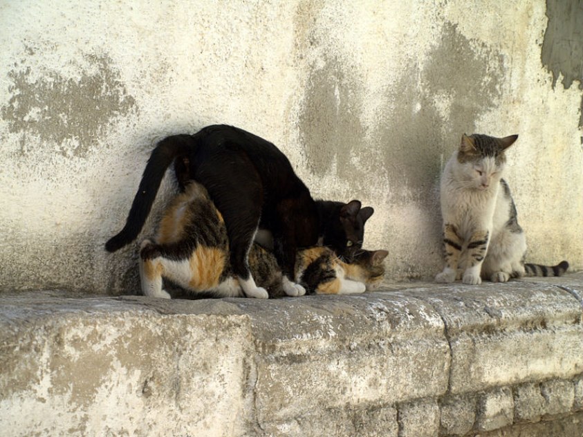 La conducta de monta los gatos | Blog | Mascotea