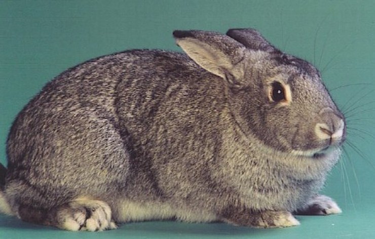 american-chinchilla