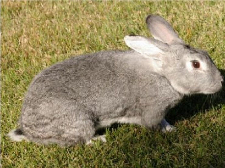 conejo-american-chinchilla