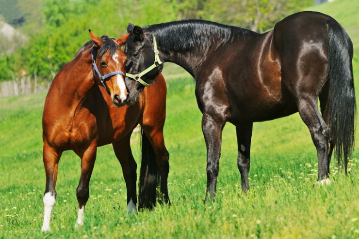 caballos-limpios-y-sanos