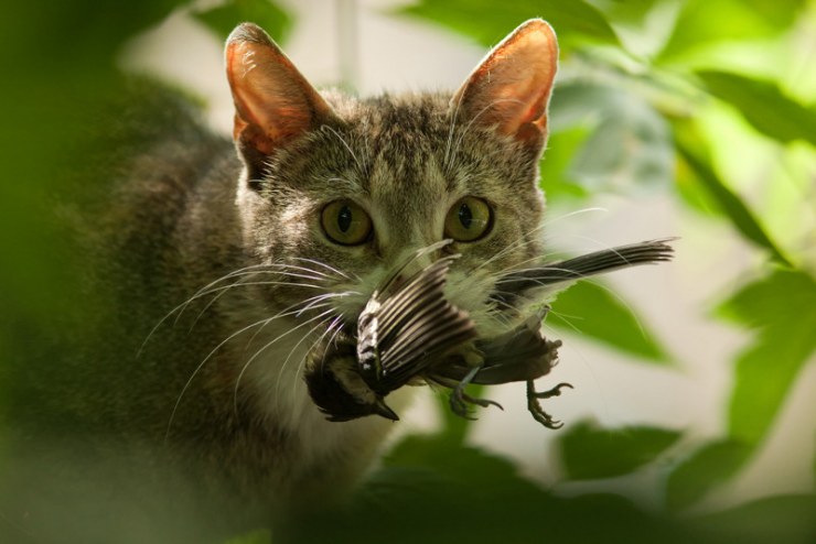 gato-cazador