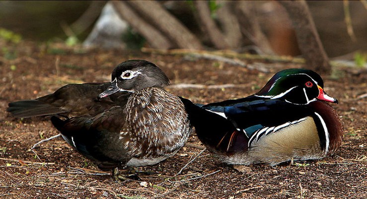 patito-paseando