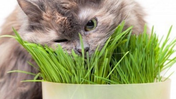 gato-comiendo-hierba