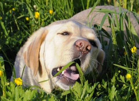 perro-comiendo-hierba