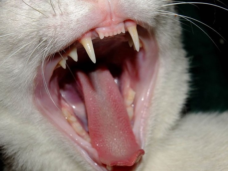 dientes-de-los-gatos