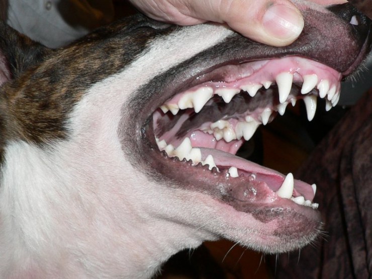 La limpieza de dientes de los perros | Blog | Mascotea
