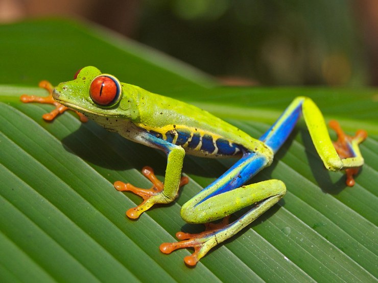 1024px Red eyed tree frog edit2