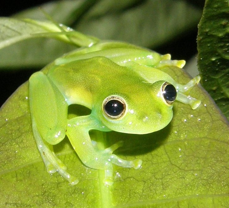 1024px Cochranella spinosa