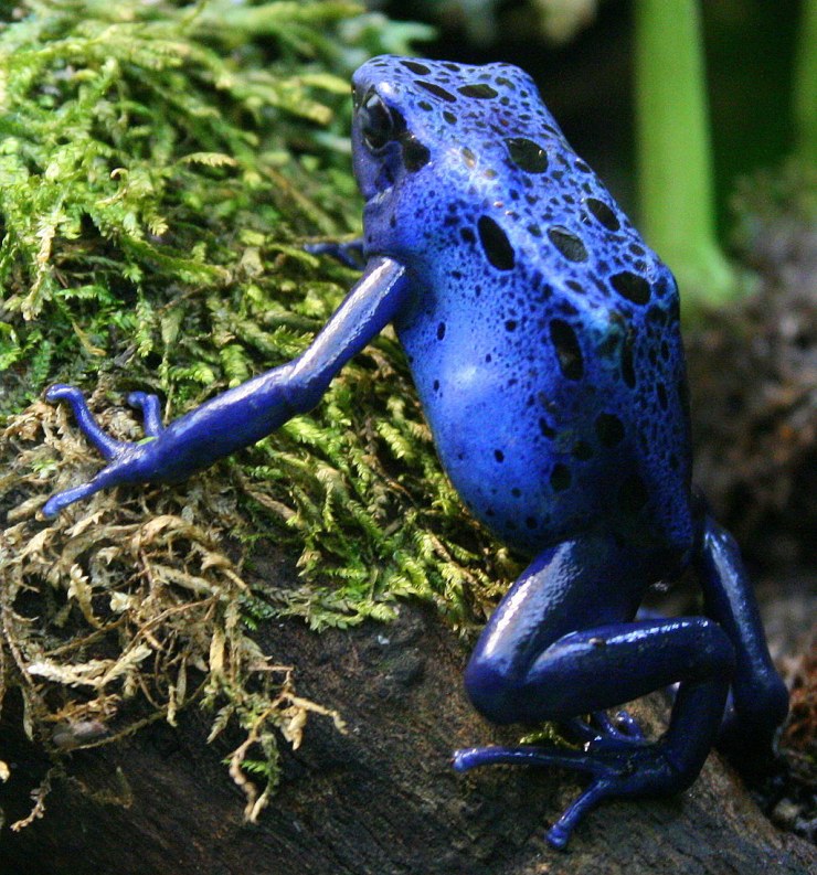 Dendrobates azureus rect