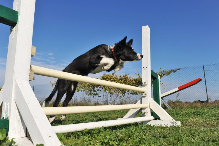 Collie haciendo agility