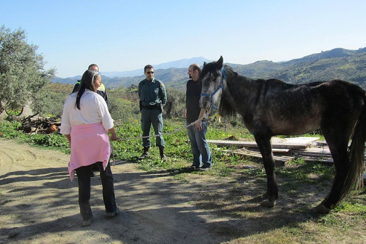 Caballos desnutridos