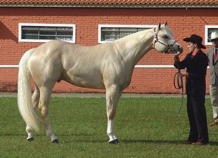 Caballo