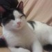 Simba (foto de perfil)